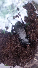 Carabus granulatus interstitialis