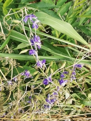 Delphinium consolida