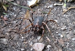 Egaenus convexus