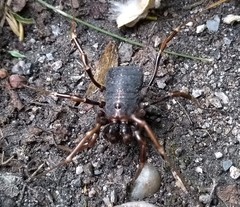 Egaenus convexus