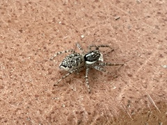 Menemerus semilimbatus