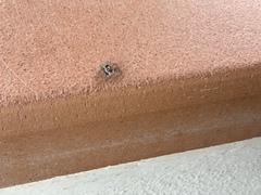 Menemerus semilimbatus