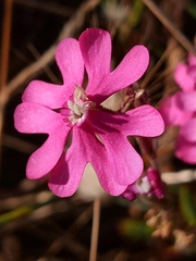 Silene