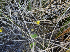 Utricularia ochroleuca