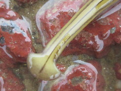 Diversibipalium multilineatum