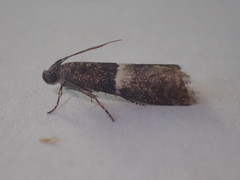 Elegia similella