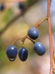 Elaeocarpus reticulatus