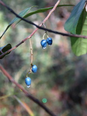 Elaeocarpus reticulatus