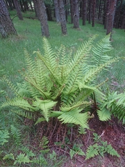 Dryopteris affinis cambrensis