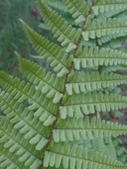 Dryopteris affinis cambrensis