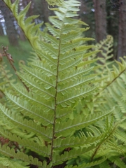 Dryopteris affinis cambrensis