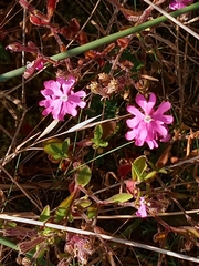 Silene