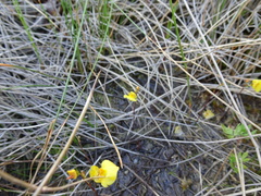Utricularia ochroleuca
