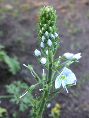 Veronica gentianoides