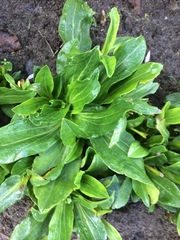 Veronica gentianoides