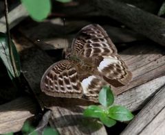 Apectinaria