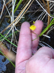 Utricularia ochroleuca