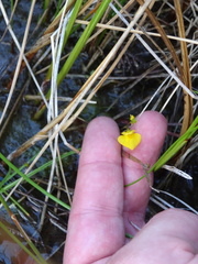 Utricularia ochroleuca