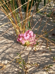 Silene