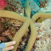 Guilding's Sea Star - Photo (c) Anne Hoggett, some rights reserved (CC BY-NC), uploaded by Anne Hoggett