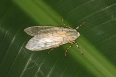Halysidota orientalis