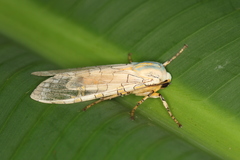 Halysidota orientalis
