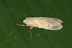Halysidota orientalis