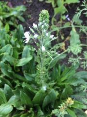 Veronica gentianoides