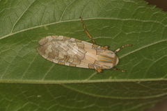 Halysidota orientalis