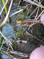 Utricularia ochroleuca