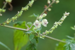 Scutellaria scandens