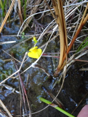 Utricularia ochroleuca