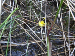 Utricularia ochroleuca