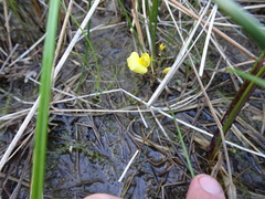 Utricularia ochroleuca