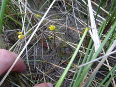 Utricularia ochroleuca