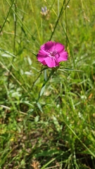 Dianthus balbisii