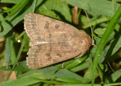 Hoplodrina octogenaria