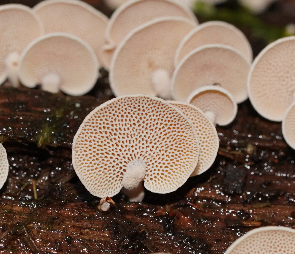 Panellus luxfilamentus