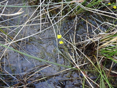 Utricularia ochroleuca
