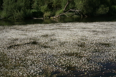 Ranunculus fluitans