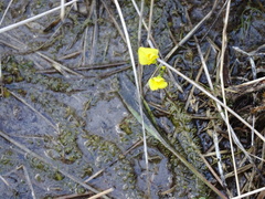 Utricularia ochroleuca