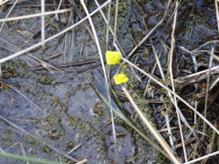 Utricularia ochroleuca