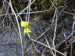 Utricularia ochroleuca