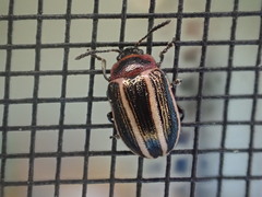 Calligrapha californica coreopsivora