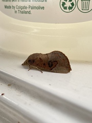 Hypocala guttiventris