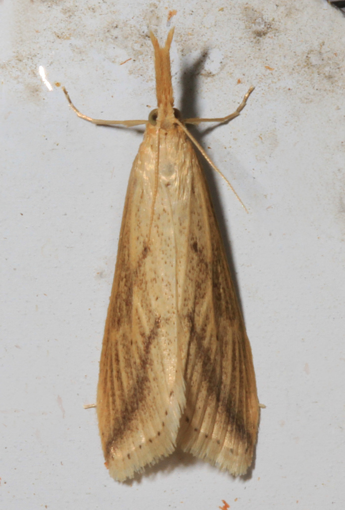 Long-beaked Donacaula Moth