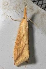 Donacaula longirostrallus