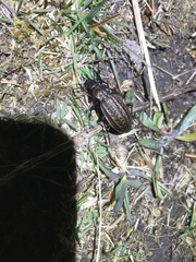 Carabus clatratus