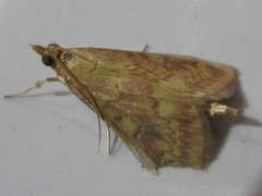 Ostrinia scapulalis