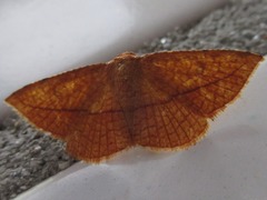 Striglina cancellata